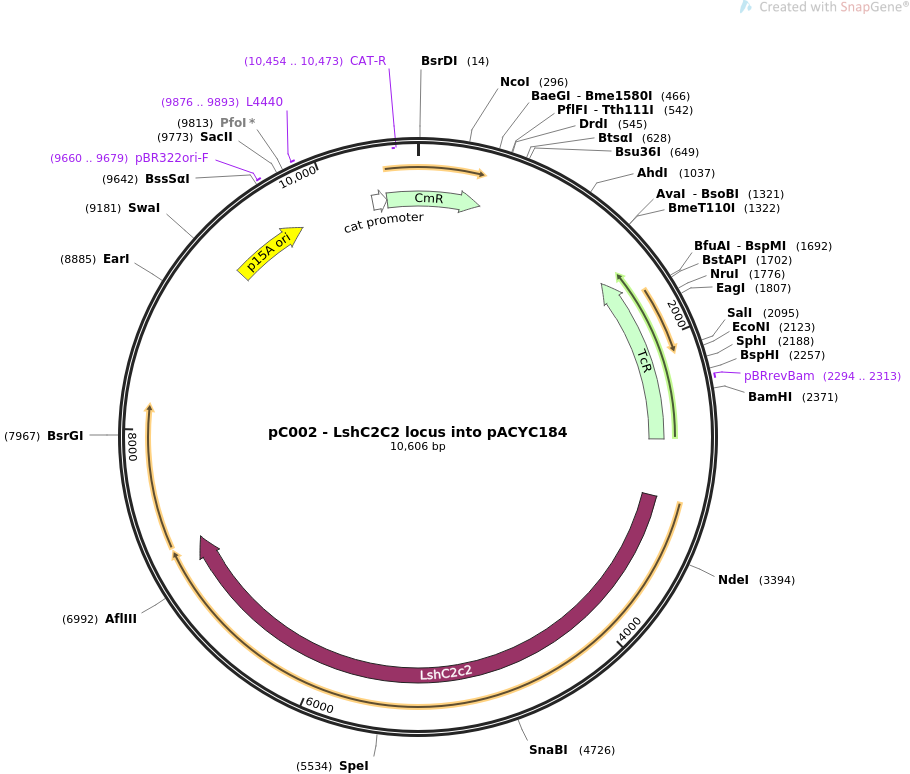 pC002 - LshC2C2 locus into pACYC184质粒图谱